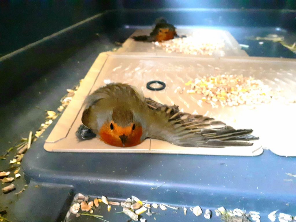 Robins glue trap