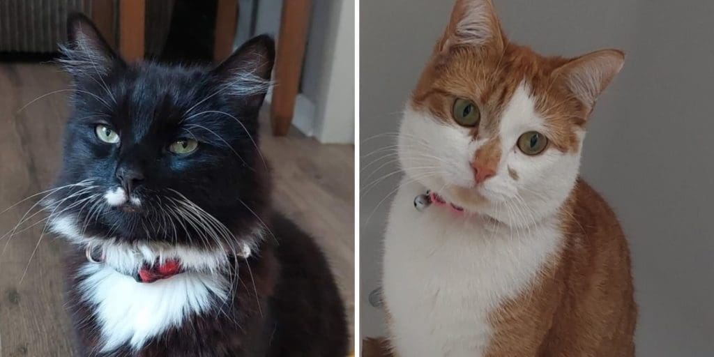 Double cat poisoning deaths in Abertillery leaves owner heartbroken