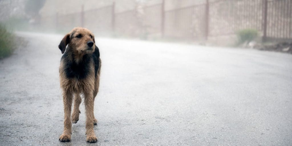What to do if you find a stray dog