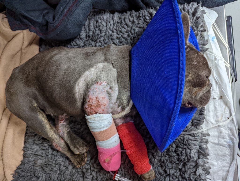 Appeal as badly injured French bulldog found in Cardiff