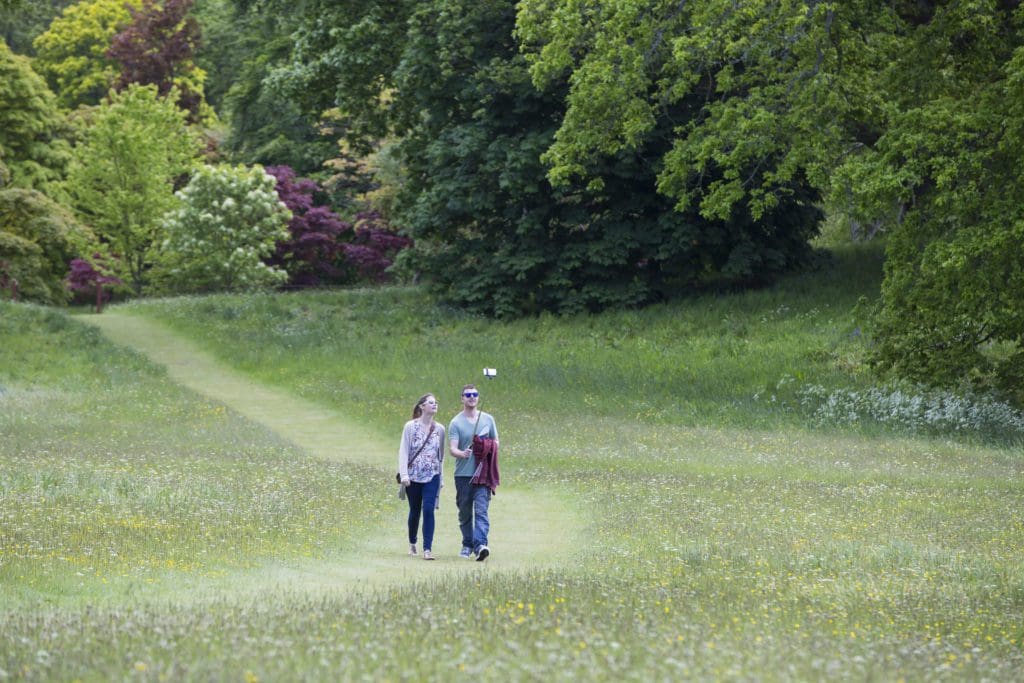 National Trust Cymru make magnificent meadows to help bring back nature for people to enjoy