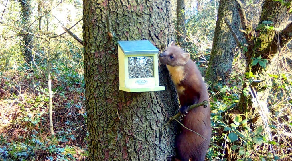 First pine marten discovered in Wales in 30 years