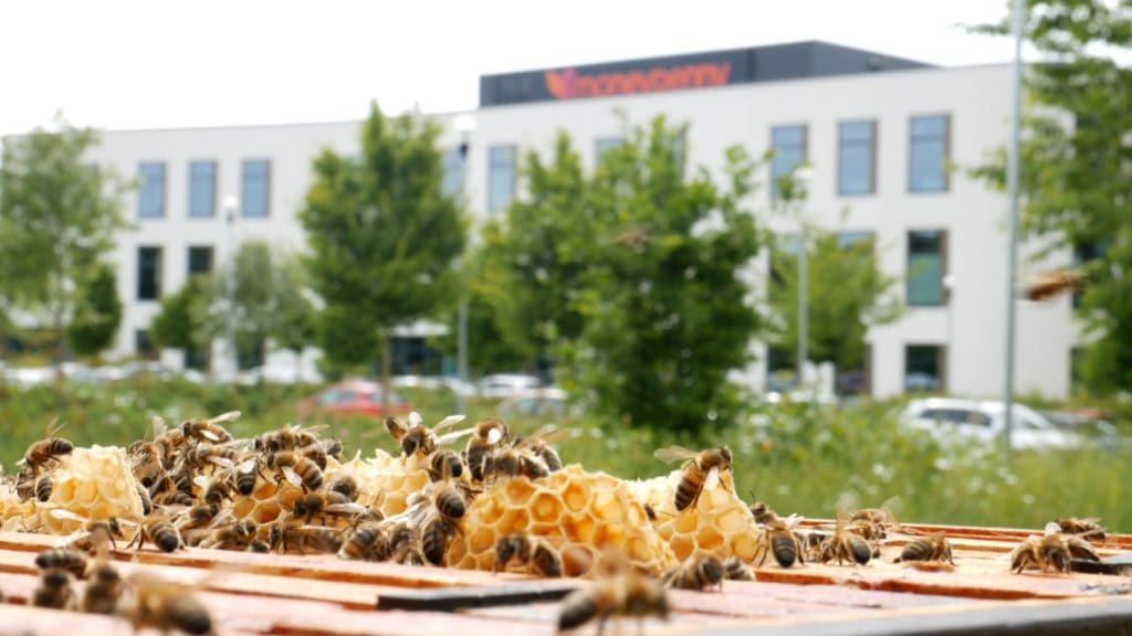 Moneypenny gives a ‘swarm’ welcome to the newest workers at its Wrexham HQ
