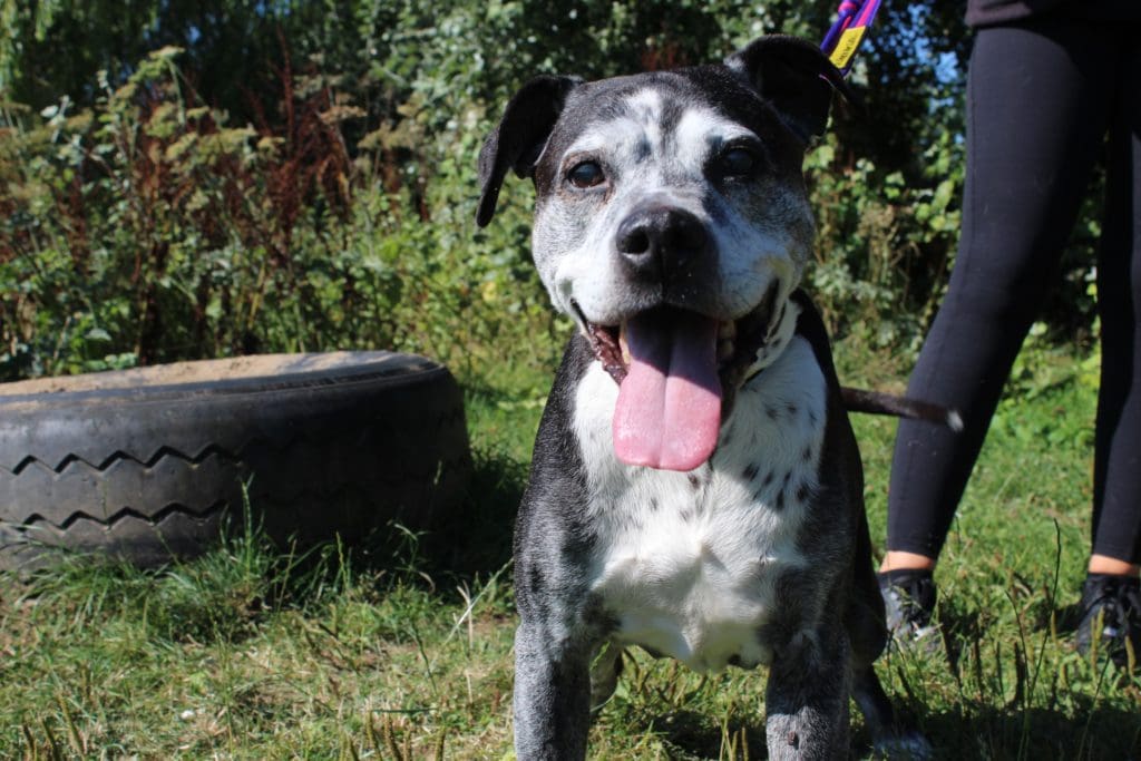 Meet the 22-year-old dog who loves classical music and desperately needs a home