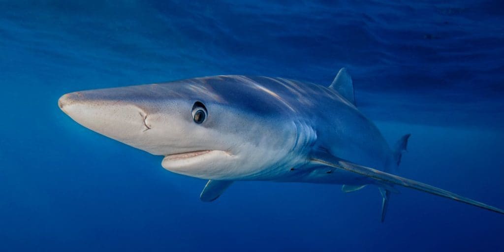 Are Dangerous Sharks Heading Into UK Waters?