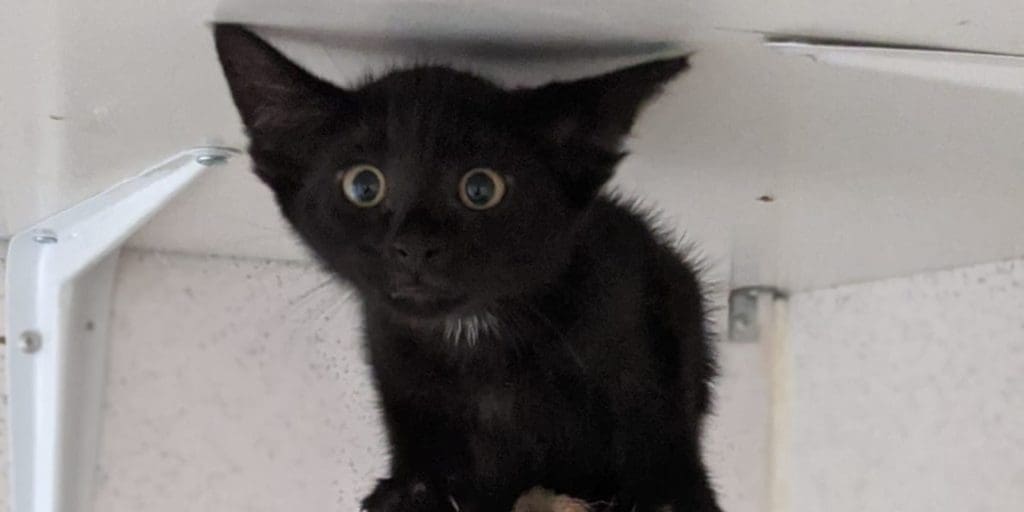 More than 2,500 reports of abandoned animals made to RSPCA last year in Wales