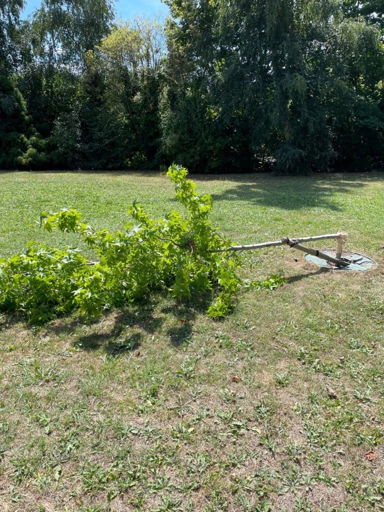 Vandals destroy trees in one of Newport’s most popular parks