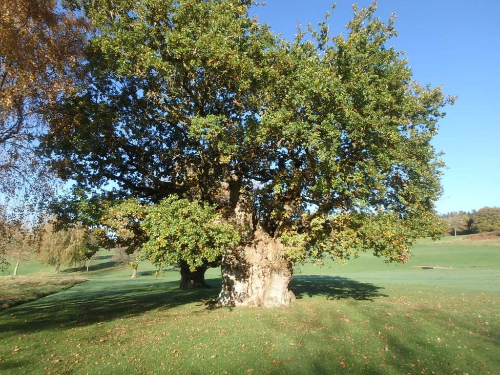 500 year-old Monmouth oak in running for ‘Tree of the Year’ 2022