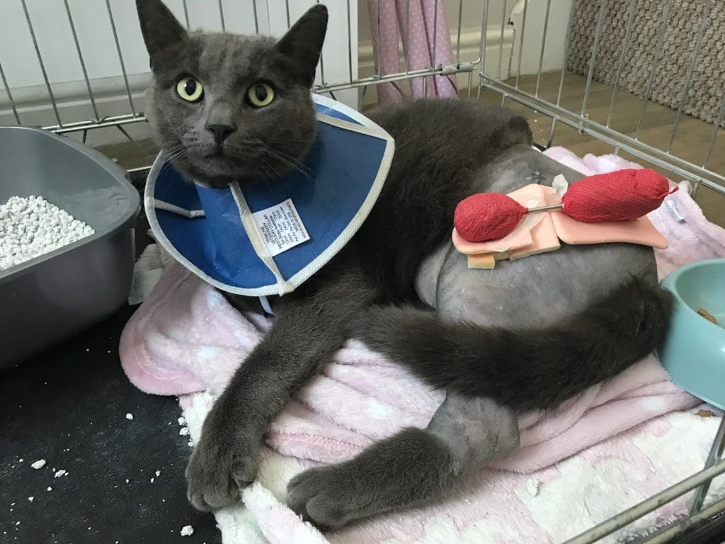 RSPCA reveals seven cats a day suffer at the hands of humans