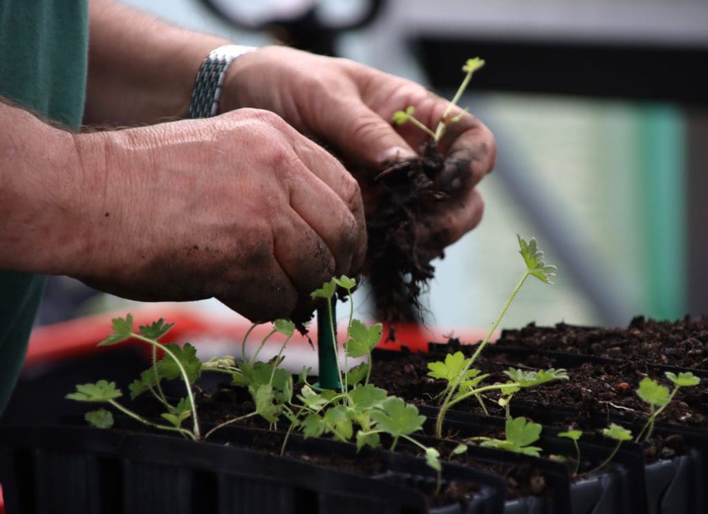 Nursery generates thousands of plants for wildflower sites