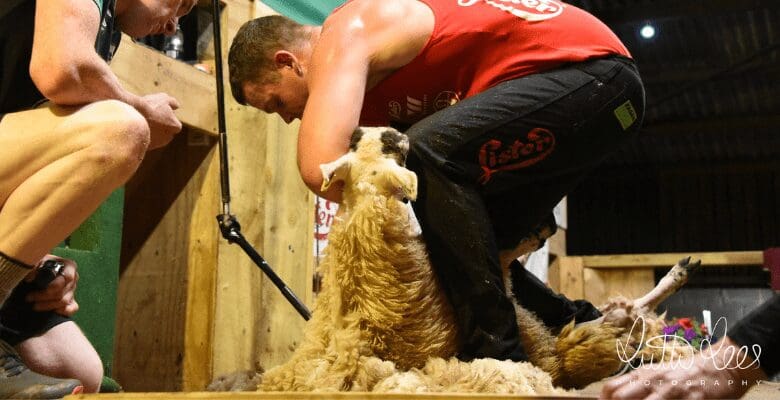 Lloyd Rees sets a new British record with 902 sheep sheared in nine hours