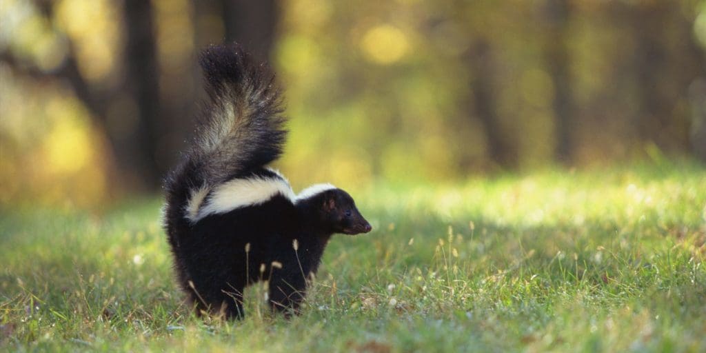 What Plants Do Skunks Hate?
