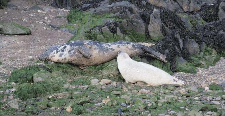 Wildlife disturbance on the increase on the Ceredigion coast