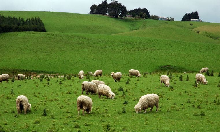 Reports of stray livestock roaming around Caerphilly
