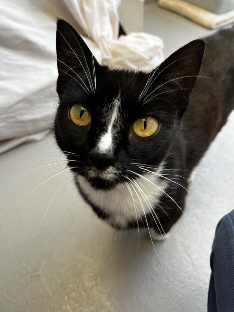 Search is on to find unwanted Rosie a home after 200 DAYS in RSPCA care