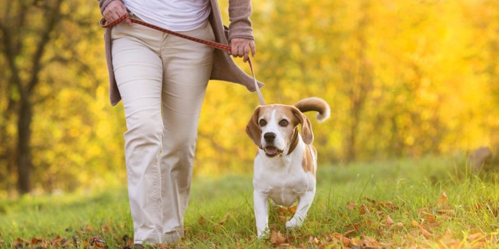 Flint pet owners warned to be vigilant after suspected poisonings