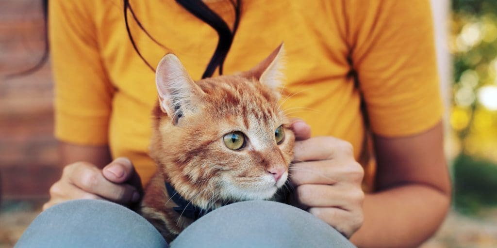 8 Feline Health Concerns You Should Be Aware of As a Cat Owner