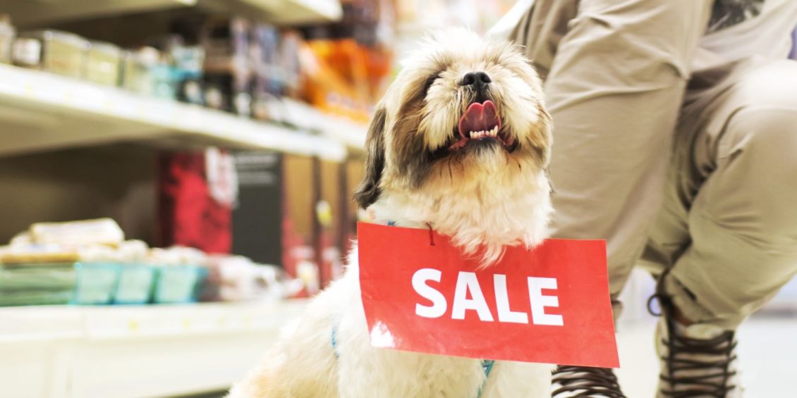 Do you need a licence to sell pet animals?