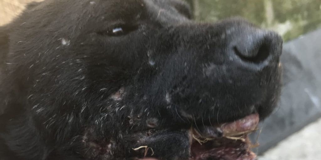 Aberdare man who left terrier to suffer with severe injuries is sentenced