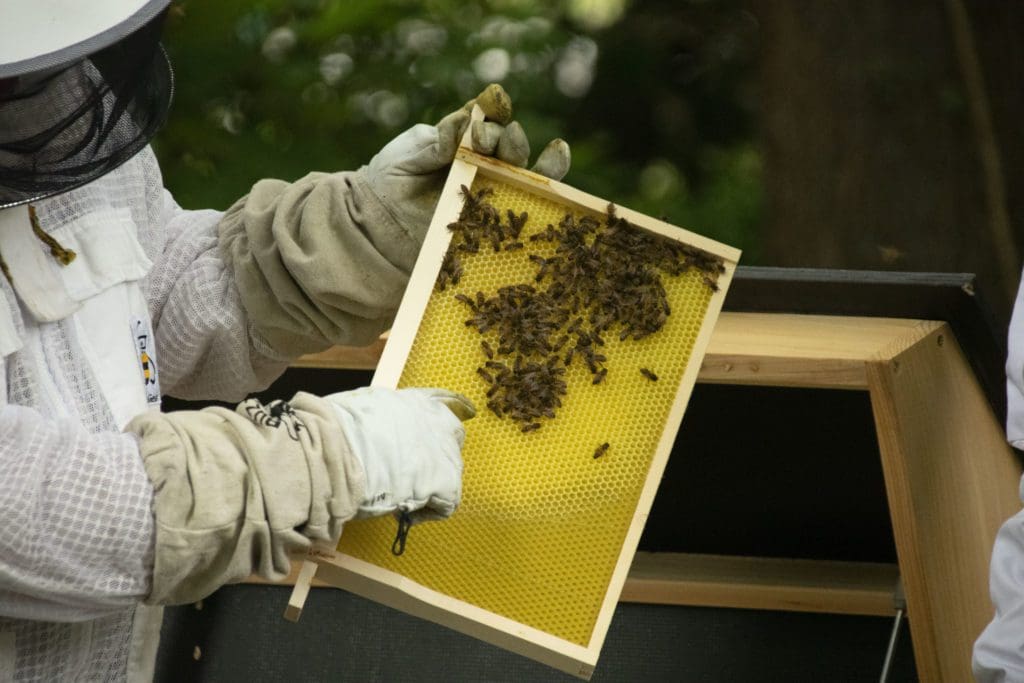 New wellbeing project creating a buzz at Swansea University