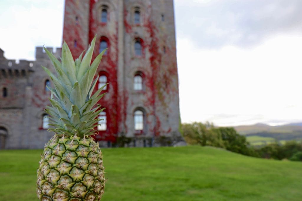 Pumpkins make way for pineapples at Penrhyn Castle this October half term