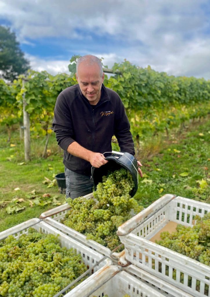 Volunteers bring in bountiful harvest at Kerry Vale Vineyard
