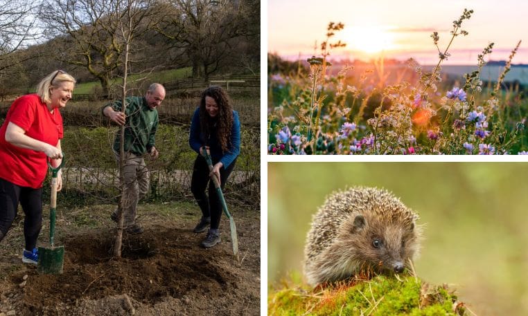 How Caerphilly Council is trying to go greener