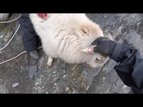 Video: RSPCA rope rescue team save sheep trapped down quarry