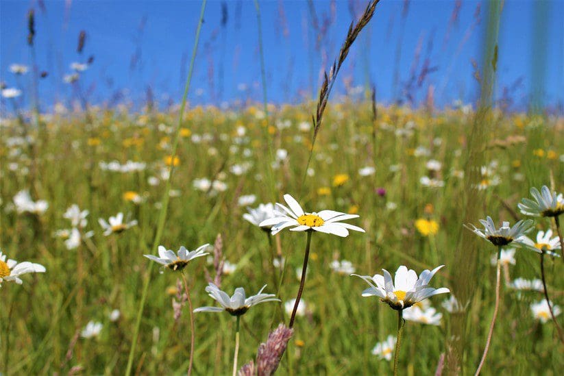 New joint approach to land management and grass cutting in Neath Port Talbot