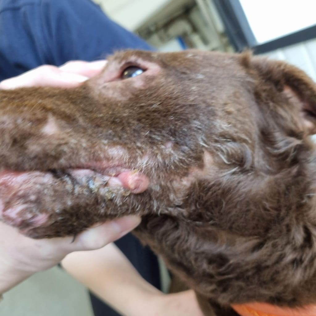 Two Dolgellau men banned from keeping dogs after causing unnecessary suffering