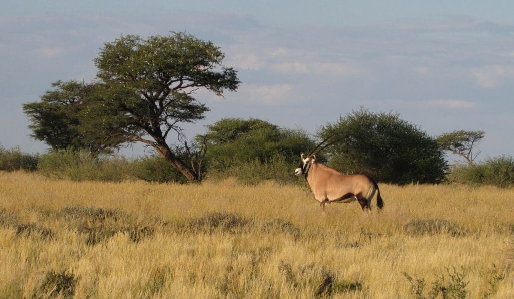 More animal grazing in warmer climates threatens ecosystems