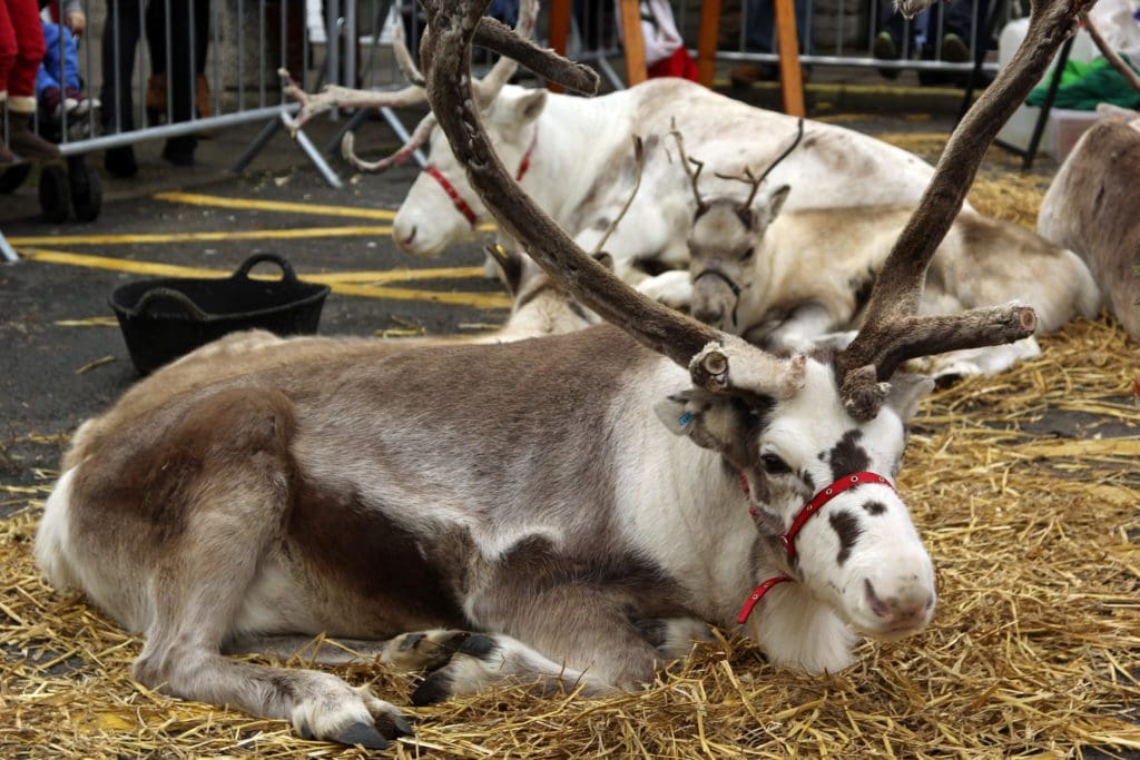 Family fun events announced for upcoming Royal Welsh Winter Fair