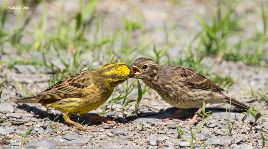 Protected Yellowhammers set up home at birds of prey centre