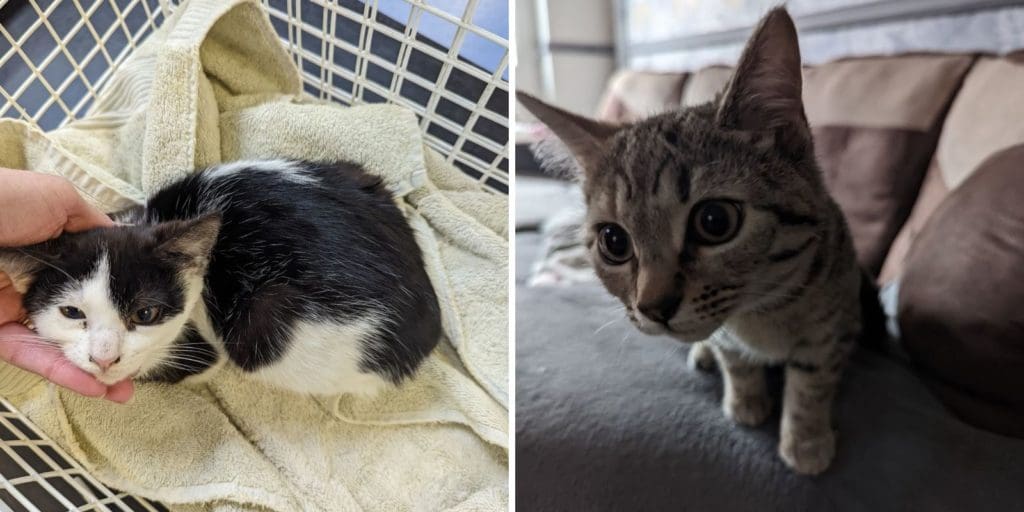 RSPCA Cymru issue appeal after two kittens dumped by Barry bus stop