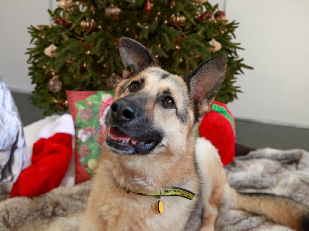 Dogs Trust issues top tips to keep your pets safe this Christmas