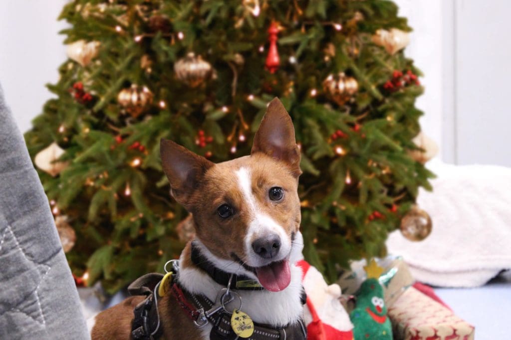 Three ways to sup-pawt Dogs Trust this Christmas