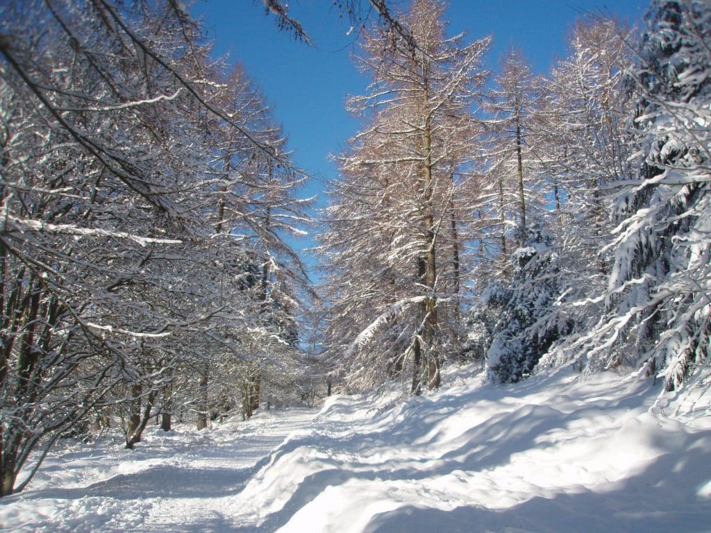 Coed Cadw’s Top 5 Free Welsh Woodland Walks – for Boxing Day and Beyond
