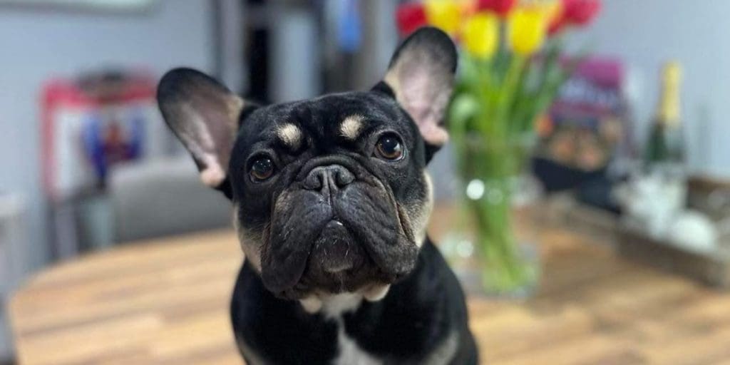 Fundraising appeal to help Bertie breathe