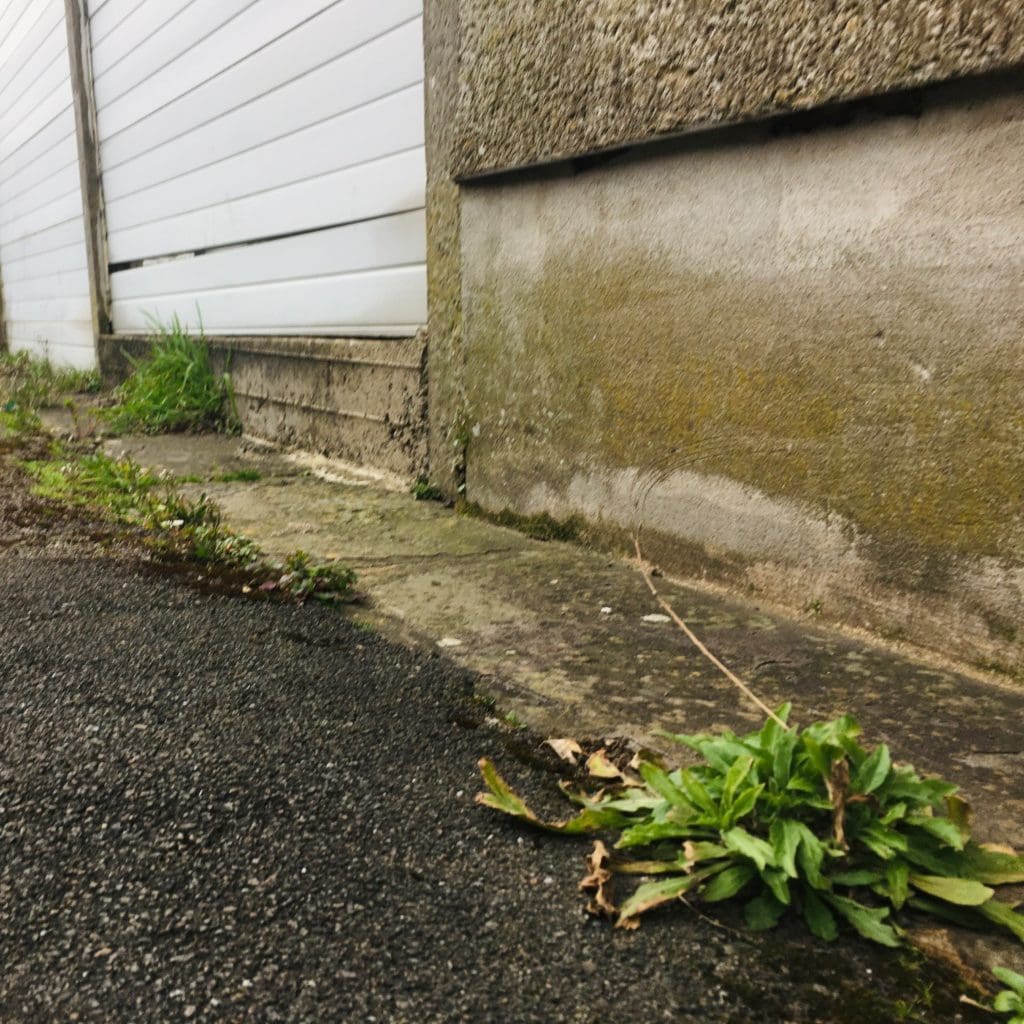 Cardiff trials alternative methods for weed control