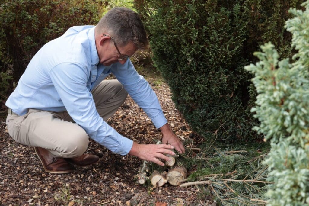 Dobbies’ Swansea store highlights how to repurpose your real cut Christmas tree