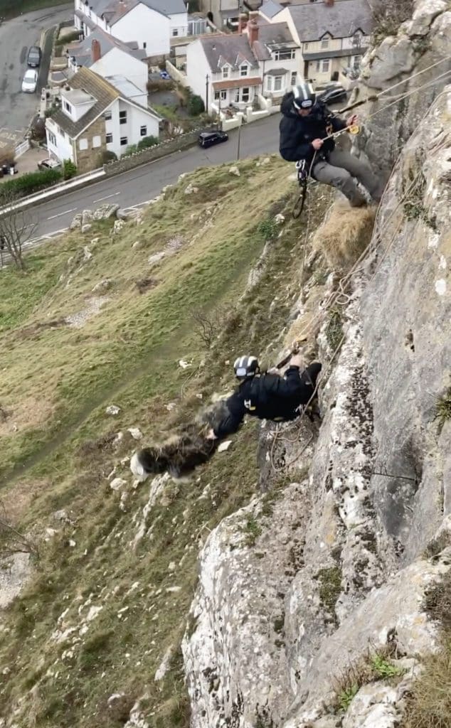 Animals do the funniest things: RSPCA looks back at top rescues in Wales