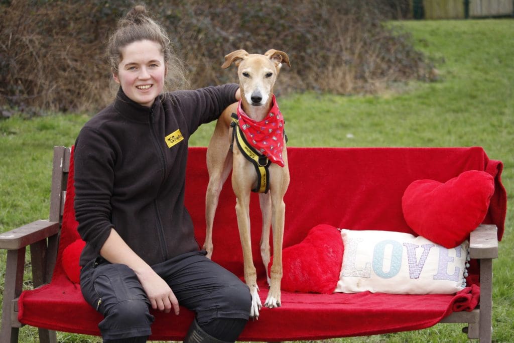 Meet the lonely-hearted Lurcher looking for home for 4th time