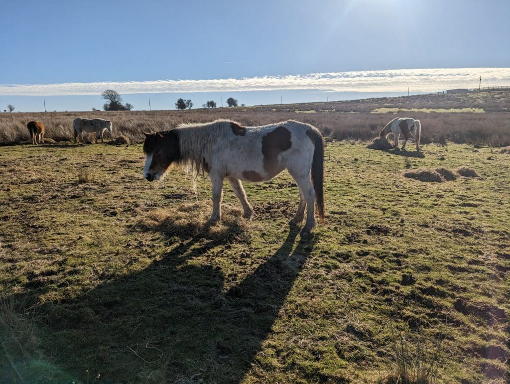 RSPCA appeal after three ponies rescued from Gelligaer Common