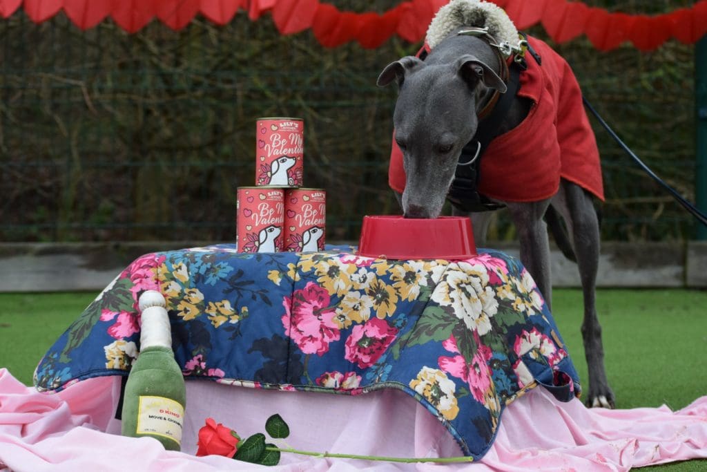 Top tips to show your dog how much you love them this Valentine’s Day