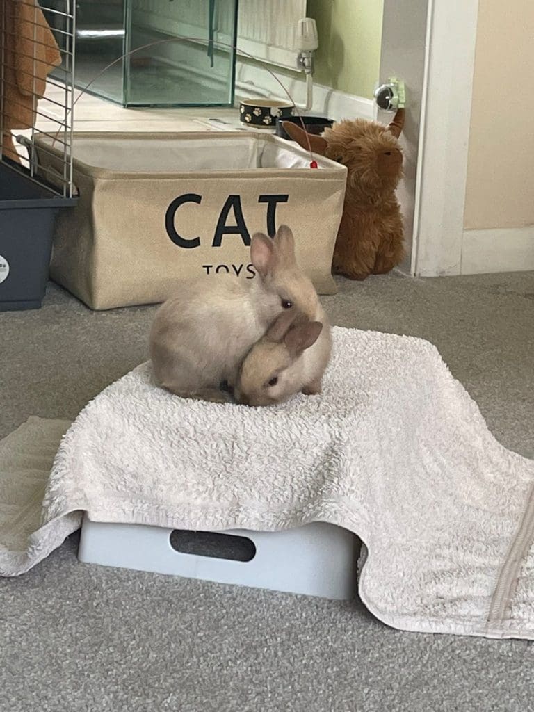 Adult and baby rabbits found abandoned in Newport woods