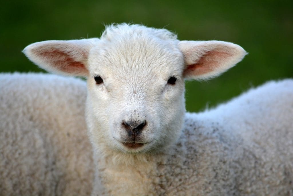 Dogs blamed for attacking sheep, as rural affairs minister issues plea