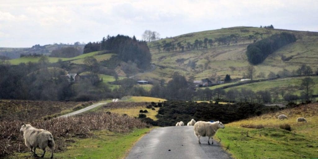 Farmer fined for providing false information on sheep movement