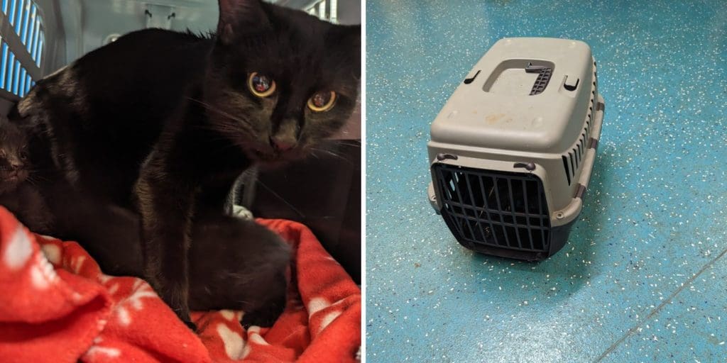 Mum and four week old kittens abandoned in woods in Blaenavon