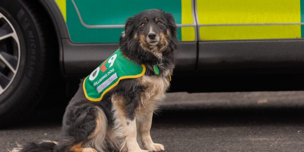 Therapy dog Dill helps ambulance staff’s wellbeing