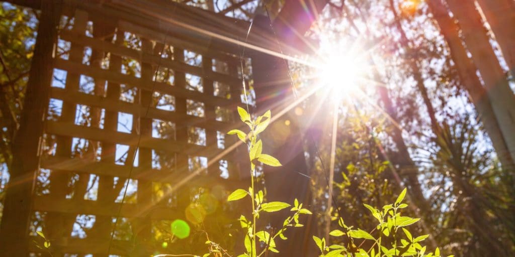 From Sunlight to Energy: The Science of Photosynthesis and Respiration